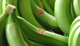 الموز الأخضر.. الفاكهة الأفضل لإنقاص الوزن